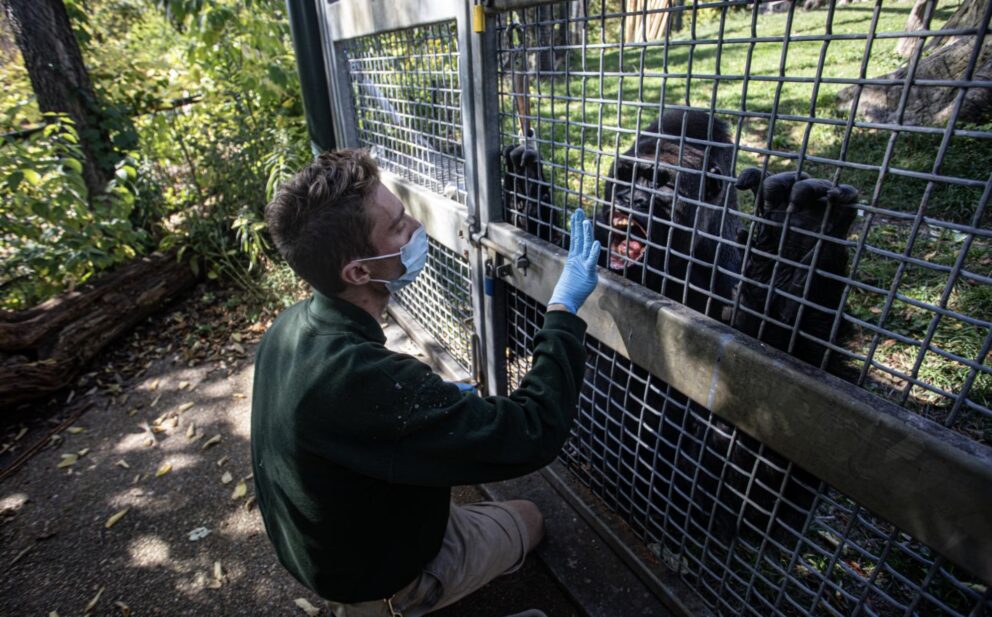 ape training